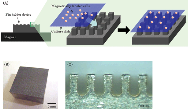 Fabrication of cell culture arrays using magnetic force. (A) Scheme of patterning cells on arrays. The pin holder device was placed on a cylindrical neodymium magnet to magnetize it. The magnetically labeled cells were seeded into a culture dish that was then placed on the magnetized device. The cells were attracted to the culture surface where the pillars were positioned. Thus, the cells were allocated on the arrays. (B) A photograph of a magnetic soft iron device microfabricated by a wire-EDM is shown (width, 20 mm; length, 20 mm; height, 10 mm). (C) The device contains more than 6000 square pillars (width, 100 µm; length, 100 µm; height, 300 µm) that are separated by a distance of 150 µm on the surface.