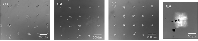 
            Cell culture array fabricated using magnetic force. The phase microscopic images of cells on arrays using culture dishes of thickness 150 µm (A), 100 µm (B), and 50 µm are shown. The images were observed after placing the dish on the magnetized pin holder device for 10 min. (D) A cell and a square pillar of the device were observed using a stereoscopic microscope. The arrow and arrow head show the cell and the pillar, respectively.