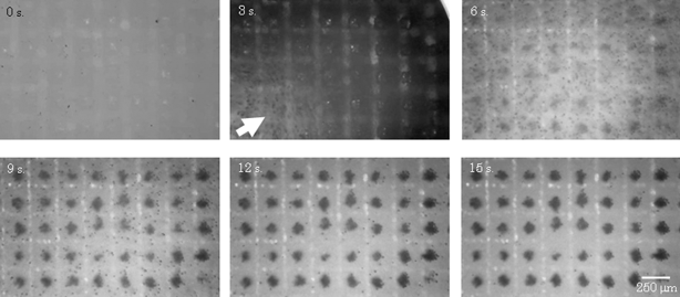 
            Cell trapping images. Time-course images were obtained by stereomicroscopy. After seeding magnetically labeled cells into a culture dish with the magnetized device, the cell suspension flowed (3 s). The cells were trapped above the pillars on the device and were completely allocated on the arrays after 15 s. These dark spots in the figure were the cells, and these white lines were the grooves of the device.