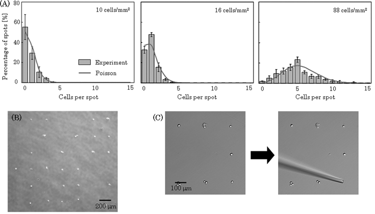 Measurement of the number of cells in individual spots. The cells (10–88 cells mm–2) were seeded into a culture dish and allocated as described previously. Phase micrographs were acquired after 30 min of culture, and we counted the cells at individual spots using the images. (A) Histogram of the number of spots that contained a particular number of cells. Data points represent means ± SD of 3 independent experiments. Poisson distribution was computed using average number of cells per spot, and the expected Poisson distributions were plotted. (B) A phase micrograph of the cells on arrays when the cells were seeded at a density of 16 cells mm–2. (C) The target cell was collected by a cell manipulator.