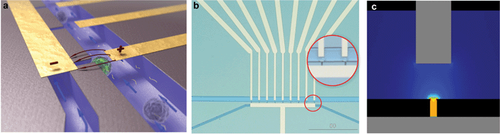 
            Silicon-glass microfluidic device for single cell electroporation and gene transfection studies (20 × 15 × 1 mm) (a) Artistic 3D impression of trapped cells; (b) Microfluidic chip layout, zoom-in on trapped single cells; (c) Analysis of the electric field strength distribution at the trapping sites shows that a voltage of 1 V yields an electric field strength of 0.57 kV cm–1.