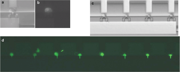 
            Electroporation and transport PI and expression of EGFP-N1 into C2C12 cells. Proof of principle; (a) bright field and (b) fluorescence image of C2C12 cell showing PI uptake after a pulse of 2 V and 6 ms; (c) immobilised C2C12 cells in the microfluidic device before electroporation; (d) Overview of all nine cell traps in the chip: electroporation of EGFP-N1 in C2C12 cells resulted in 100% transfection efficiency after 24 h, as visible by EGFP expression.