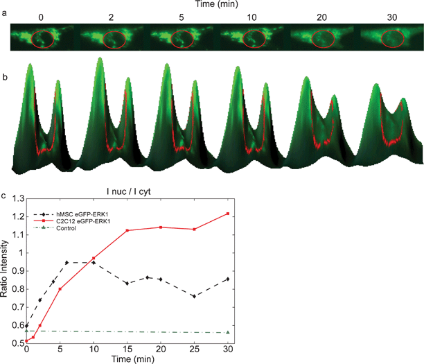 Nuclear translocation of EGFP-ERK1 in MSCs after growth factor stimulation. (a) Addition of FGF-2 to cells expressing EGFP-ERK1 results in the nuclear translocation, visible as increased green fluorescence in the nucleus after stimulation (inside red circle); (b) 3D-visualisation of the translocation; curve height corresponds to fluorescence intensity; (c) time courses for EGFP (control (▲)) and EGFP-ERK1 translocation following growth factor stimulation at t = 0 min: fluorescence intensity of the nucleus measured in time after FGF-2 addition for C2C12 (■) and MSC (♦) cells.