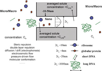 Molecule–nanofilter interaction at the micro(macro)–nano–micro junction. Various factors are in play to affect the transport of biomolecules (with various shapes and sizes) through a nanopore or a nanofluidic filter. A solution for steady-state transport of this system was largely established in the hindered transport theory developed around 1970s.