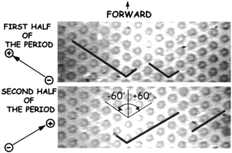 Pillar array for long DNA separation. (Reprinted with permission from ref. 54. Copyright (2001) American Chemical Society.) This device is made of an array of circular pillars, where DNA molecules get hooked. Long and short DNA molecules (designated with black lines) are completely stretched in the direction of the field in this device. To separate, DNA molecules are driven (by an electric field) in one direction for the first half of the period, and then in another direction for the second half of the period. This will make shorter DNA proceed forward, but longer DNA will remain hooked and never move forward. Repetition of this process will separate DNA molecules based on their length.