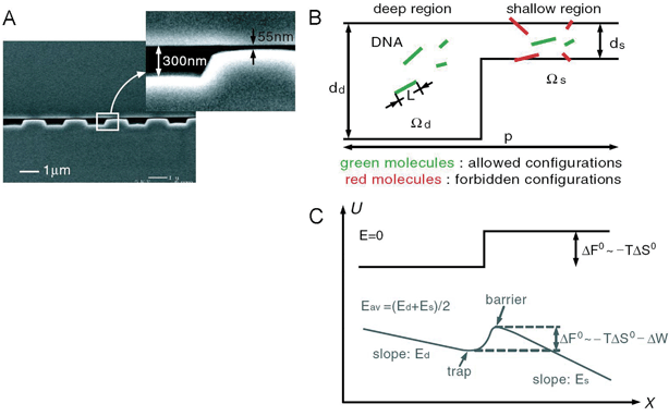 Nanofilter array for Ogston sieving of proteins and rod-like short DNA molecules (from ref. 5, copyright (2006) by the American Physical Society). A: Cross sectional SEM image of the nanofilter array, with ∼55 nm deep nanofilters. B: Schematic diagram for Ogston sieving in the system. Longer DNA would have more configurations that are prohibited by steric hindrance, therefore would have lower probability to enter the nanofilter. C: Free energy diagram of the system. The energy barrier is determined by the confinement effect (TΔS°) and another electric field dependent term (ΔW). This field-dependent portion of the energy barrier is part of the reason for the field-dependent mobility shift at high electric field conditions.