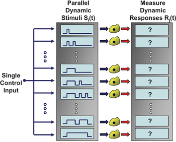 Parallel dynamic cell stimulation. Microfluidic flow-encoded switching networks enable delivery of many different temporal stimulus patterns to downstream cells using a single input control variable. The ability to simultaneously deliver dynamic stimuli and measure dynamic cellular responses in an integrated experimental platform enables high-throughput investigations of living cells as they decode their local microenvironment.