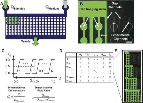 Microfluidic flow-encoded switching. (A) Layout of an example flow-encoded switching device with two input channels and one output. Inlets and outlets are connected by parallel channels that allow seeding and visualization of cells. (B) Microscopic image of an FES device in operation. Fluorescein dye is used to visualize the stimulus. The relative flow rates of stimulus-containing medium and basal culture medium determine the location of the interface. Experimental channels are used for cell visualization and gap channels serve to isolate the ambiguous concentration at the stimulus interface. Thus, experimental channels are exposed to fully concentrated stimulus or no stimulus. Scale bar (lower right) is 300 µm. (C) Relationship between the input flow ratio and the normalized concentration in each channel. We define a series of flow ratio thresholds as the values at which the dye interface is centered in a gap channel. (D) Mapping of the network state (the normalized concentration in each channel) to each flow ratio threshold. (E) Fluorescence microscopy of the device operated at the first four thresholds.