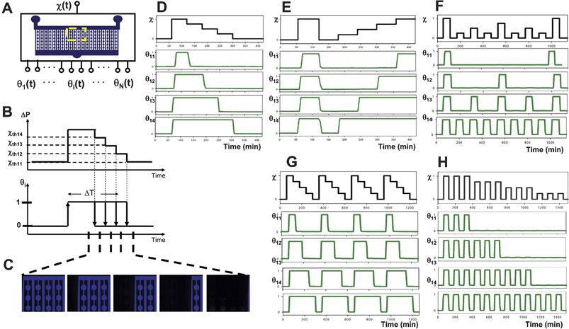 Parallel control of dynamic stimulation. (A) Dynamic control of the single input flow ratio generates different temporal concentration profiles in each experimental channel output. (B) Schematic of duration control sequence. The flow ratio is increased past several thresholds and then progressively decreased one threshold at a time. This delivers a different duration of exposure to each channel. (C) Fluorescent microscopy visualization of the network at various stages of a duration experiment (here, stimulus enters from right). (D)–(H) Experimental measurement of fluorescence in four adjacent experimental channels at the region indicated in (A). Excitation sequences and the resulting experimentally measured stimulus profiles are shown for (D) duration control, (E) recovery interval control, (F) pulse frequency control, (G) pulse trains of different pulse width and (H) length.