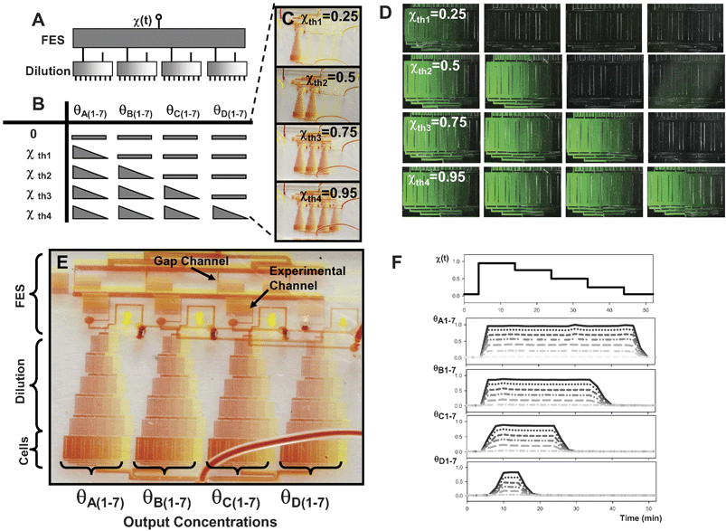 Multi-stage FES-dilution network for concentration and timing control. (A) A FES network and a dilution network are cascaded to achieve simultaneous control of stimulus concentration and timing. A block diagram illustrates that a single input control parameter can control 28 outputs (7 different concentrations at 4 temporal profiles). (B) Mapping of flow ratio thresholds to output concentrations (triangles indicate gradient in concentration). (C) Macroscopic image of dye-filled two-layer network operated in 4 different states. The state of the stage 1 FES network determines which of the stage 2 dilution blocks are on and off. (D) Fluorescence microscopy of the 28 experimental channels at the device outlet at 4 different flow ratios. (E) Detailed image of dye-filled two-layer device in the state where all dilution modules are filled with stimulus. (F) Parallel control of concentration and timing. Using the single excitation sequence shown at the top, 28 different combinations of stimulus duration and concentration are generated.