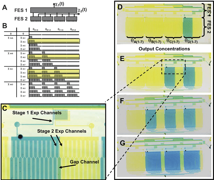 Multi-stage FES-FES network. (A) Two FES networks are cascaded such that two input flow ratios determine the state of 80 output channels (4 blocks of the optimized 20-channel FES design are detailed in the ESI). (B) Schematic illustrating the diversity of states that can be controlled by only two input flow ratios. (C) Detailed view of the two-layer device showing the inlets to the stage 2 FES network with blue representing the stimulus. Note that the first stage establishes that the second FES block is on (indicated by blue dye traversing the serpentine channel and entering the stimulus inlet at the left in stage 2). (D)–(G) The FES–FES network at three different values of flow ratio 1 and F–G at two different values of flow ratio 2. Note that flow ratio 1 controls the number of stage 2 blocks that receive stimulus while flow ratio 2 controls the number of channels in the block that receive stimulus. (D) χ1 = 0.25, χ2 = 0.5, (E) χ1 = 0.5, χ2 = 0.5, (F) χ1 = 0.75, χ2 = 0.5 and (G) χ1 = 0.75, χ2 = 0.75.