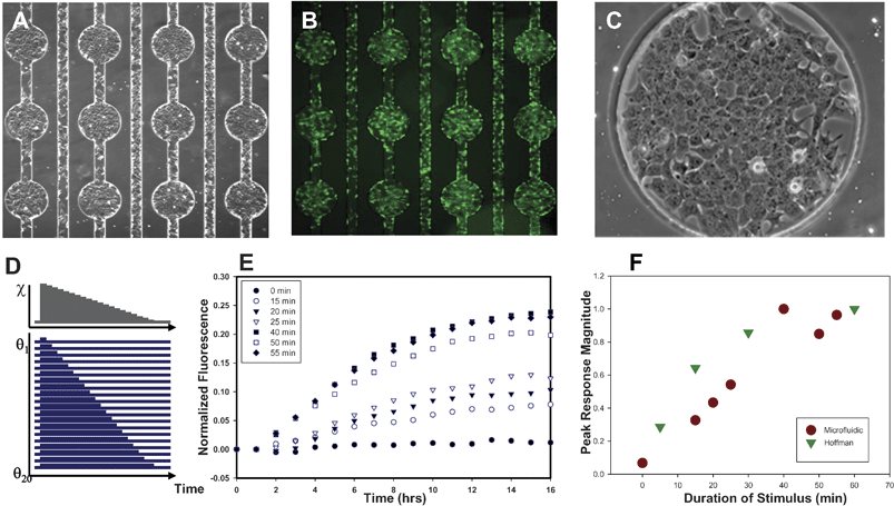 FES Network screening of GFP reporter responses to transient cytokine stimulation. (A) H35 NFkB reporter cells seeded in the fibronectin-coated FES network. Each circular cell visualization area is 420 µm diameter. (B) Cells loaded with calcein AM demonstrate high confluency and high viability. (C) Microscopic image detailing cell morphology in a circular cell visualization area. (D) Schematic of the excitation sequence used to deliver different durations to each experimental channel of cells. (E) Total fluorescence of the NFkB reporter cell visualization well as a function of time for various durations of 10 ng ml–1TNF-alpha cytokine stimulation. (F) Peak GFP fluorescence versus stimulus duration compared to predictions by Hoffmann et al.26