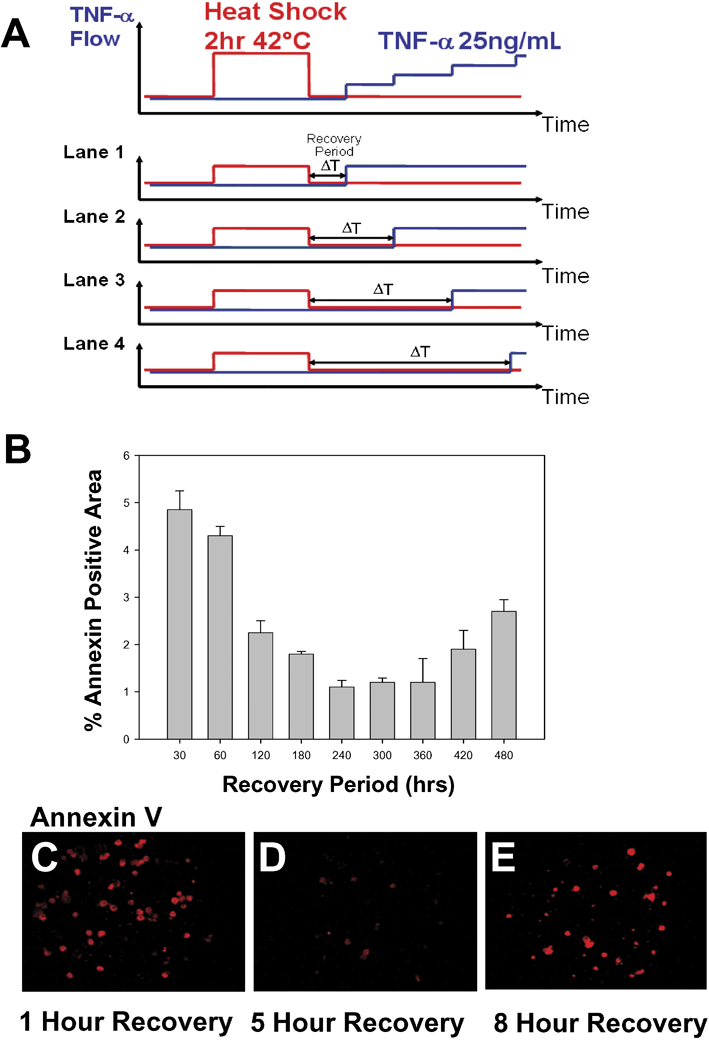 FES Network screening of heat shock–cytokine recovery interval. (A) Schematic of the excitation sequence used to control the interval between 2 h 42 °C heat shock (HS) stimulation and 25 ng ml–1TNF-alpha stimulation. (B) Fractional area of Annexin V positive staining. Error bars represent standard deviation of 5 cell visualization fields. (C)–(E) Fluorescence microscopy of Annexin V staining at various HS-TNF recovery intervals; (C) 1 h, (D) 5 h, and (E) 8 h of recovery.