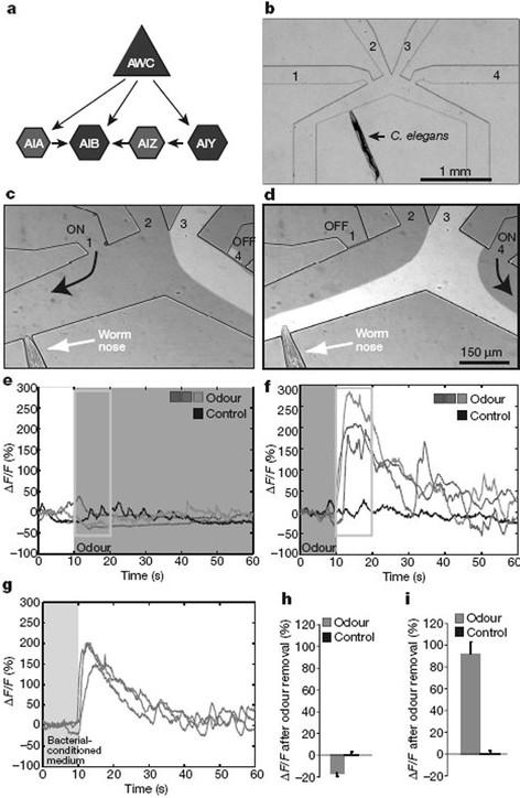 Response of olfactory neurons called AWC and several interneurons (AIB, AIY,…see (a)) in the worm C. elegans by stimulation with odours. The worm is trapped in a microfluidic chip and exposed to buffer or odours (b–d). The response of the neurons is recorded by means of a calcium sensor. In this assay, the fluorescence intensity increases upon neural activation, which is observed after removal of odour-containing solutions (e–i). (Reprinted with permission from Macmillan Publishers Ltd: Nature, Chalasani et al.,3 copyright 2007).