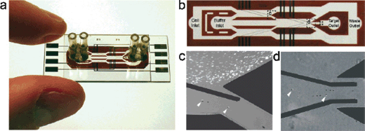 A Two-stage Dielectrophoresis Activated Cell Sorter (DACS) device. (A) Photograph of the device; it is fabricated with glass substrates and a polyimide layer (red areas) that defines the fluid channels (white areas). (B) Top view of the device showing the angled deflector electrodes. (C) Micrograph of the DACS device in operation showing the first sorting stage. Laminar fluid flow (from left to right) prevents mixing of the buffer and sample streams. Target cells labeled with beads (shown with arrows) are dielectrophoretically deflected into the buffer stream toward the second purification stage, whereas the non-target cells elute to the waste channel without being deflected. (D) Micrograph of the second stage at the collection outlet. The integration of tandem purification stages significantly increases the purity of the target cells. [Taken from Bessette et al.,3 with permission.]