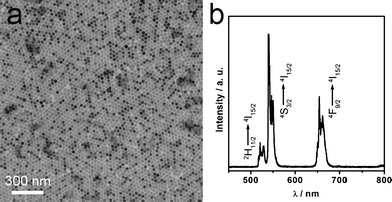 
          TEM image (a) and UC emission spectrum (b) of 30 nm NaYF4:Yb,Er nanocrystals.