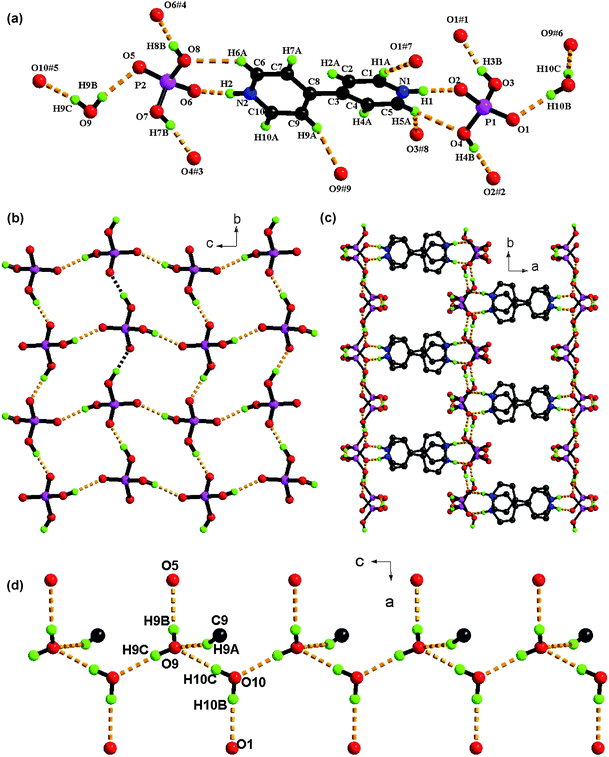 (a) View of structure of 7 and crystallographically independent H-bonding arrangements (symmetry codes are defined in Table 3). (b) An unusual square grid-type dihydrogenphosphonate layer formed through O–H⋯O links; (c) the organobipyridine cations connecting the dihydrogenphosphonate layers into a 3D supramolecular network with 1D channels along c axis. (d) Perspective view of the 1D helical chains which are anchored to the host framework via O–H··O and C–H⋯O contacts.