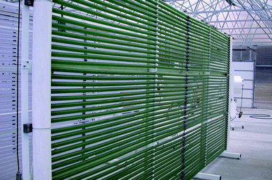 Tubular photobioreactor system for algae production (courtesy of Joe McDonald, Varicon Aqua Solutions).