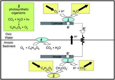 Schematic depiction of simplified mechanism of power generation by the BMFC (without box labeled “5” corresponding to photosynthesis) and for the microbial photoelectrochemical solar cell reported here (with box labeled “5”). 1: biofilm catalyzed anode reaction; 2: biofilm catalyzed cathode reaction; 3: fermentative reaction, 4: microbial oxygen barrier.