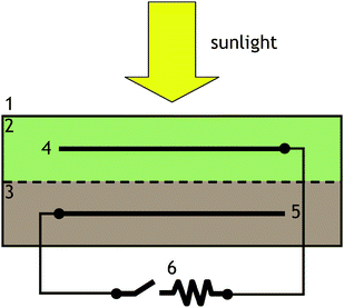 Cross section schematic depiction of the experimental setup. 1: transparent container; 2: overlying seawater; 3: marine sediment; 4: graphite cathode; 5: graphite plate anode; 6: external electrical circuit. Details provided in Methods section.