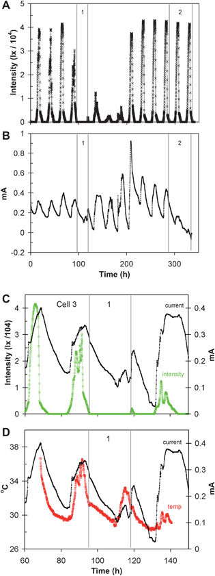 A subsequent 336 h time record of sunlight intensity (A); current generated by cell 3 while voltage was maintained at 0.15 V (B); higher resolution depiction of cell current and light intensity recorded between 60 and 150 h (C); higher resolution depiction of cell current and cell temperature recorded between 60 and 150 h (D). Over time period 1, cell 1 and the light meter were covered to block out light. During time period 2, only cell 1 was covered.