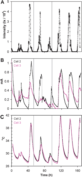 A subsequent 168 h time record of sunlight intensity (A); current generated by cells 2 and 3, while the voltage of each was maintained at 0.15 V (B); temperature of cells 2 and 3 (C). In the time frame between the vertical lines cell 3 was covered to block out light.