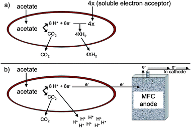 Difference in proton fate between oxidation of acetate with reduction of soluble electron acceptor (a) versusextracellular electron transfer to an insoluble electron acceptor (b). Protons are consumed in the cytoplasm when a soluble electron acceptor, such as fumarate, is utilized whereas protons must be released from the cell during reduction of an insoluble electron acceptor, such as an electrode.