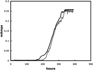 Power out of wildtype G. sulfurreducens (black line) and G. sulfurreducens expressing mcherry (grey line).