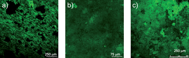 Time series of biofilm development during power production. (a) Thin, single layer biofilm cells covering most of the anode surface that formed at 0.001 mA. (b) Uniform biofilm up to 30 µm in height at 0.04 mA. (c) Mature highly differentiated biofilm more than 50 µm thick at 0.21 mA.