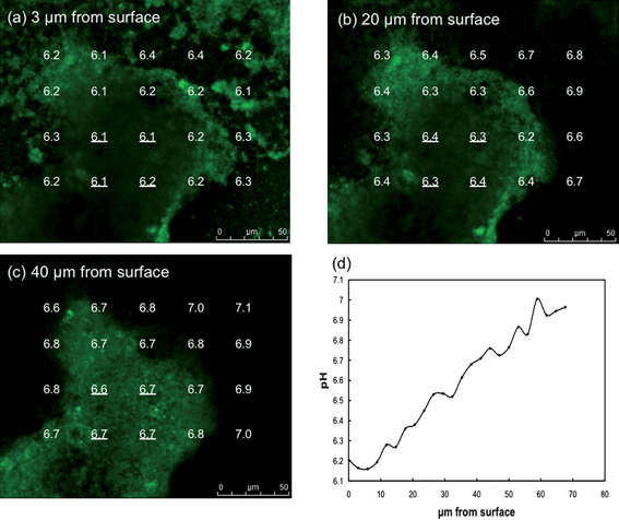 pH gradients in G. sulfurreducens anode biofilm. (a–c) pH at different distances from anode surface and across biofilm pillar structure. (d) Average pH at the four locations within the center of the biofilm pillar underlined in a–c versus distance from the anode surface.