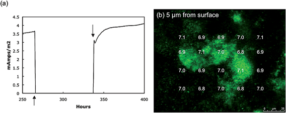 Disconnected fuel cell. (a) The connection between the anode and cathode was removed (↑) preventing the anode from being an electron acceptor. Reconnecting the anode and cathode (↓) returned power production to normal almost immediately demonstrating a viable biofilm. (b) Measurements of pH 30 min after the anode and cathode had been disconnected for 30 min.