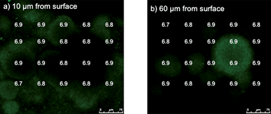 pH at two distances from the graphite surface (a and b) in biofilms grown in MFC apparatus but with anode and cathode not connected and with fumarate as the electron acceptor.