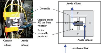 Microbial fuel cell modified from ‘mini-stack’ design17 to allow nondestructive real-time imaging. Flow (blue arrows) was diverted across a 0.81 cm2graphite anode (grey area). A 0.5 mm deep and 6.35 mm wide channel was formed with onside being formed by a cover slip to allow imaging with confocal scanning laser microscopy.