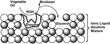 Simplified representation of the dual function (enzyme support and glycerol acceptor) of the ionic liquid in the enzymatic alcoholysis of triglycerides (adapted from ref. 58).