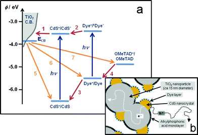 (a) Shows a schematic illustration of the electron transfer processes occurring in the redox ‘cascade’ system described in the text, after the incorporation of a hole-conducting matrix consisting of spiro-OMeTAD, together with approximate redox potentials (vs. vacuum) and band energies of the different components. (b) Shows a schematic illustration of the structure of the redox ‘cascade’; also illustrated are possible electron and hole pathways following charge injection at the TiO2/CdS and N719/spiro-OMeTAD interfaces.