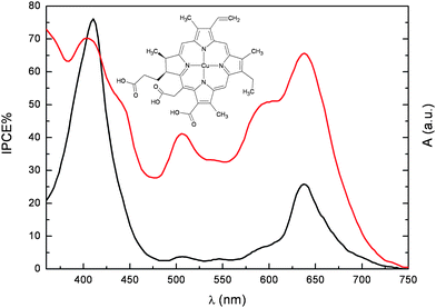 Photoaction spectrum (IPCEvs wavelength) of (6) adsorbed onto 12 µm thick TiO2 photoelectrodes (). Absorption spectrum in ethanol + 20 mM deoxycholic acid ().