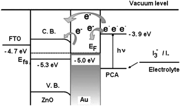 Energy level diagram and mechanism of photocurrent generation in the DSSC with FTO/ZnO/Au/PCA/polymer electrolyte.