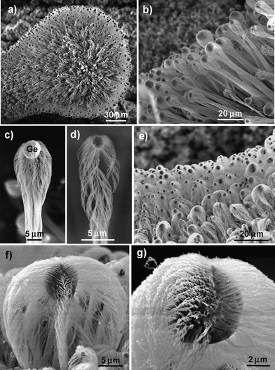 
            SEM images of Ge-catalyzed Al2O3nanowire bunches. (a) Low-magnification SEM image of dense Al2O3nanowire bunches grown around an Al particulate. (b) Aligned baseball bat-like Al2O3nanowire bunches. (c) One dense-packed baseball bat-like Al2O3nanowire bunch. (d) One loose-packed baseball bat-like Al2O3nanowire bunch. (e) Aligned spindle-like Al2O3nanowire bunches. (f,g) Individual spindle-like Al2O3nanowire bunches.