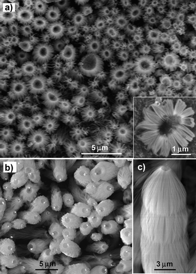 
            SEM images of Ge-catalyzed SiO2nanowire bunches grown under high oxygen concentration. (a) Low-magnification SEM image showing SiO2nanowire bunches with Ge particles being evaporated. Inset, high-magnification image of SiO2nanowire bunch. (b) SiO2nanowire bunches with small yet evaporated Ge particles on the top. (c) A pure SiO2nanowire bunch.