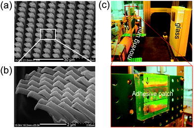 (a) A SEM image of tilted gecko-inspired hierarchical PUA hairs formed over a large area and (b) magnified, tilted images of (a), showing well-defined high AR, and angled nanohairs with bulged flat tops formed on 5 µm pillars (5 µm spacing, 25 µm height). (c) A photograph of the LCD glass transport system (top) and a magnified photograph showing the dry-adhesive patch integrated with the system (bottom). Reproduced from ref. 2.