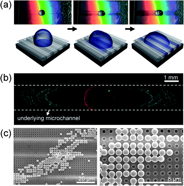 (a) Motion and schematic illustration with three consecutive steps of a droplet containing mixed particles with red (diameter of 490 nm) and green fluorescent polystyrene beads (diameter of 200 nm) on a suspended mesh structure (width of 450 nm, space of 450 nm and height of 500 nm) formed over the underlying microline structures (width of 20 µm, space of 20 µm and height of 13 µm). (b) A fluorescence image after dropping a liquid droplet. While red-fluorescent particles (490 nm diameter) remain on the mesh due to their larger size than that of mesh hole, green-fluorescent particles (200 nm diameter) are detected under the suspended mesh structures.