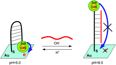 Scheme of the QDs–motor DNA–Au conjugate electrode. The electron-transfer process from photoexcited QDs to the Au electrode is modulated by the motor DNA's conformation change which is driven by changing the pH value of the electrolyte. Adapted from ref. 110.