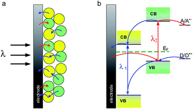 Diagram illustrating the direction of electron transfer at the p–n composite semiconductor photoelectrode (a) and the mechanism of cathodic (red line) and anodic (blue line) photocurrent generation at p–n bulk heterojunction (b).