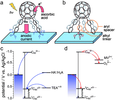 Schematic representation of self-assembled monolayers of pentaaryl[60]fullerenes on ITO surfaces: penta(biphenyl)[60]fullerene pentacarboxylic acid (a) and penta(biphenyl)[60]fullerenylhexanephosphonic acid (b) together with mechanisms of anodic (c) and cathodic (d) photocurrent generation by phosphonic derivatives at the potential of 0 V vs the Ag/AgCl reference. Adapted from ref. 73 with permission.