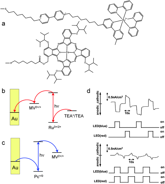 (a) Molecular structures of components of the photoelectrochemical switch, mechanisms of generation of anodic (b) and cathodic (c) photocurrents and photoelectrochemical characteristics of the device (d). (TEA – triethanolamine, MV2+ – methyl viologen cation, Pc – phthalocyanine). Adapted from refs. 74 and 75 and reproduced from ref. 1 with permission. Copyright American Chemical Society 2008.