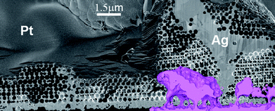 
          SEM image of the cross-section of the Ag film. Continuous polycrystalline Ag can be seen in the drying crack of the template. A 3D reconstruction of one of the voids observed in Fig. 3(d) is shown in colour. The reconstruction illustrates that these are actually closed voids located between a thin Ag layer on the ITO and the porous Ag structure.