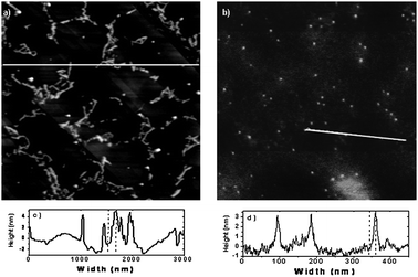 
          Atomic force micrographs of (a) OPV (3 × 3 μm) and (b) pT10–OPV (1 × 1 μm) solutions drop-casted on HOPG at 273 K and the corresponding height cross-sections below. [pT10] = 10 μM, [OPV] = 100 μM.