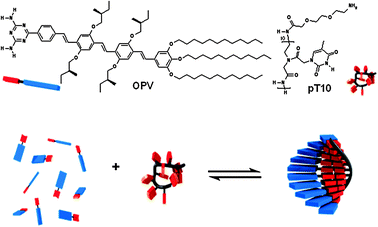 Molecular structures of the host template pT10 and the guest OPV and a schematic representation of ssPNA templated self-assembly (in blue and red OPV, and in black and red the PNA template).