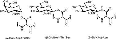 Common O- and N-linkages of glycans to the protein backbone.