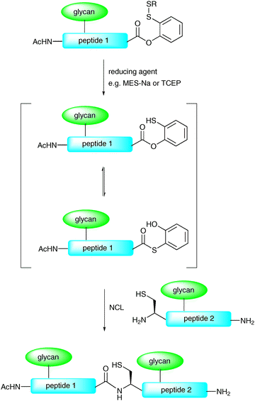 NCL using a C-terminal phenolic ester as a masked thioester.50